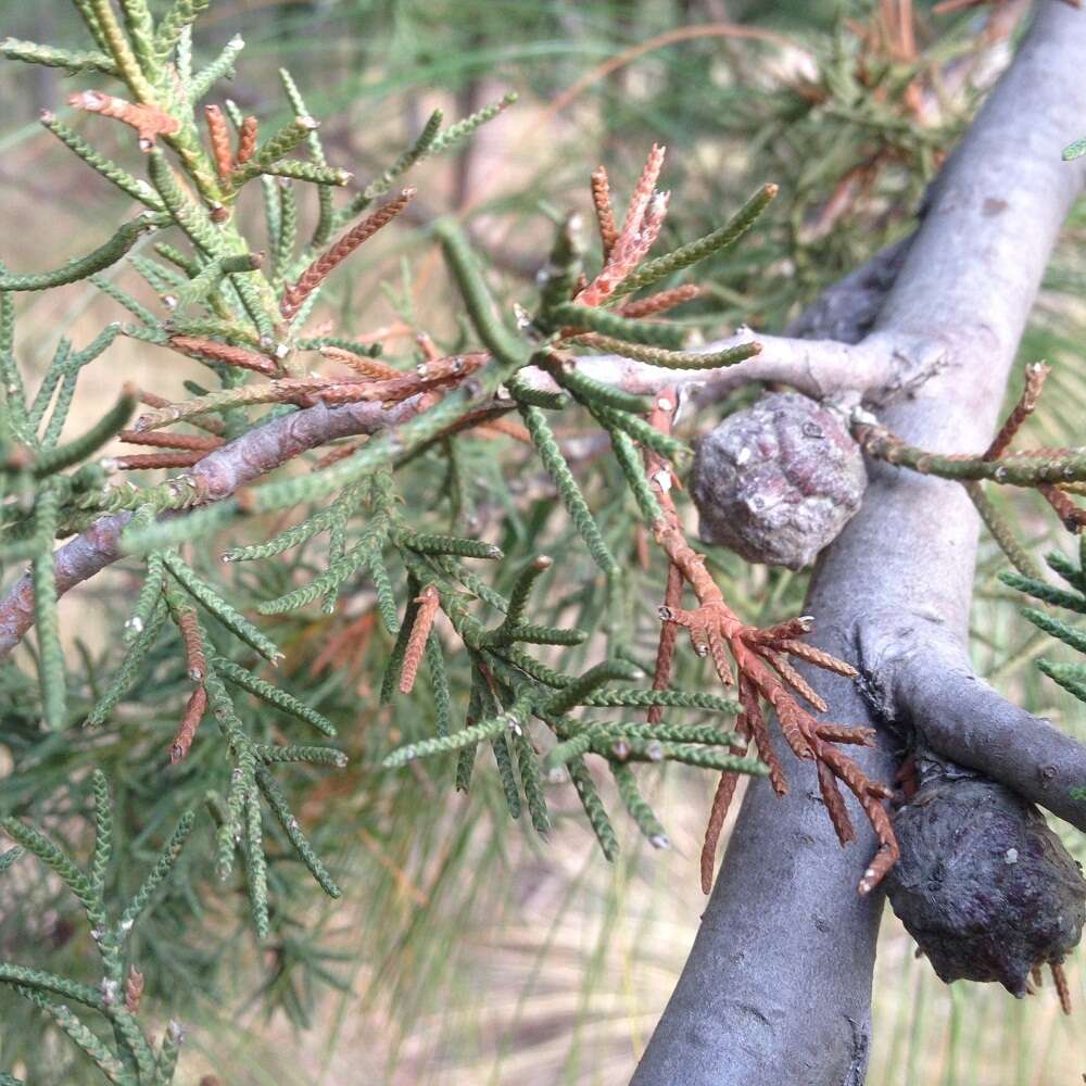 Imagem de Cupressus lusitanica Mill.