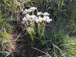 Sivun Petrosedum subulatum (C. A. Mey.) Afferni kuva