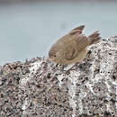 Image de Certhidea fusca mentalis Ridgway 1894