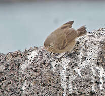 Слика од Certhidea fusca mentalis Ridgway 1894