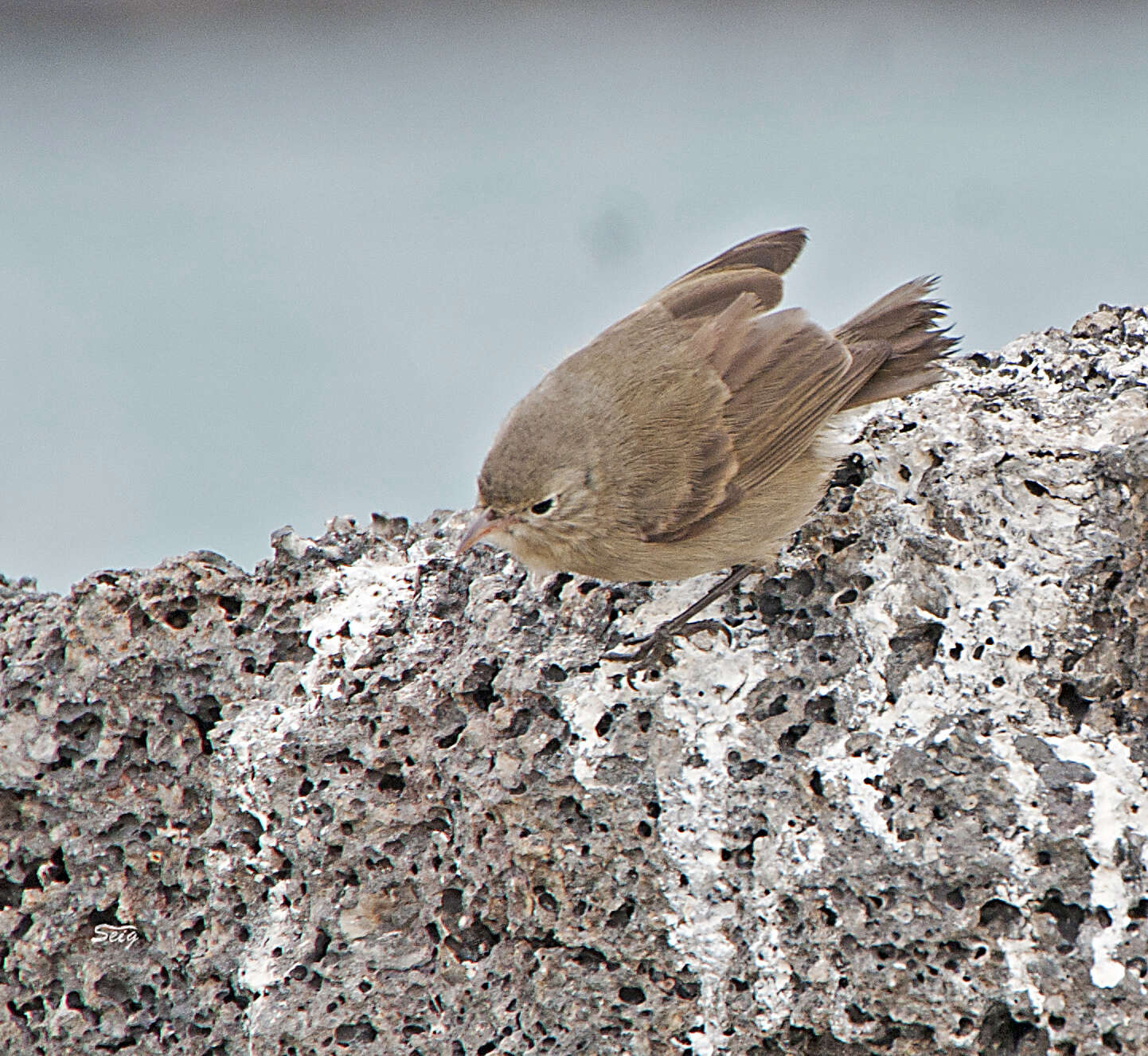 Image de Certhidea fusca mentalis Ridgway 1894