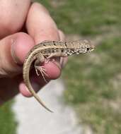 Image of Red-sided Curly-tailed Lizard