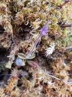 Imagem de Pinguicula villosa L.