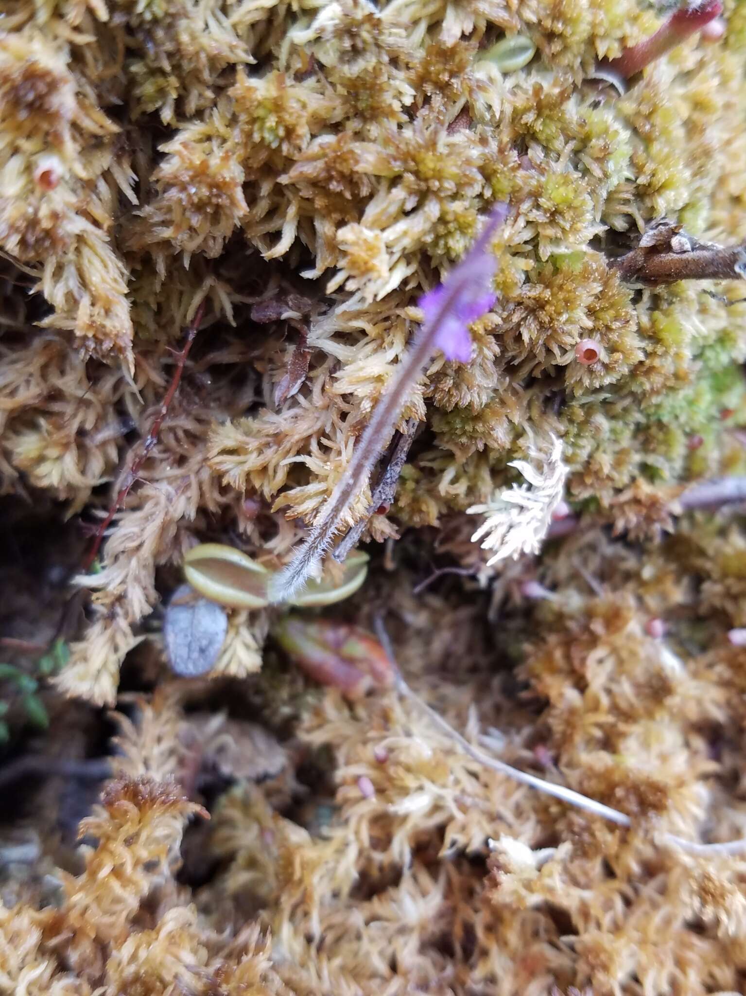 Imagem de Pinguicula villosa L.