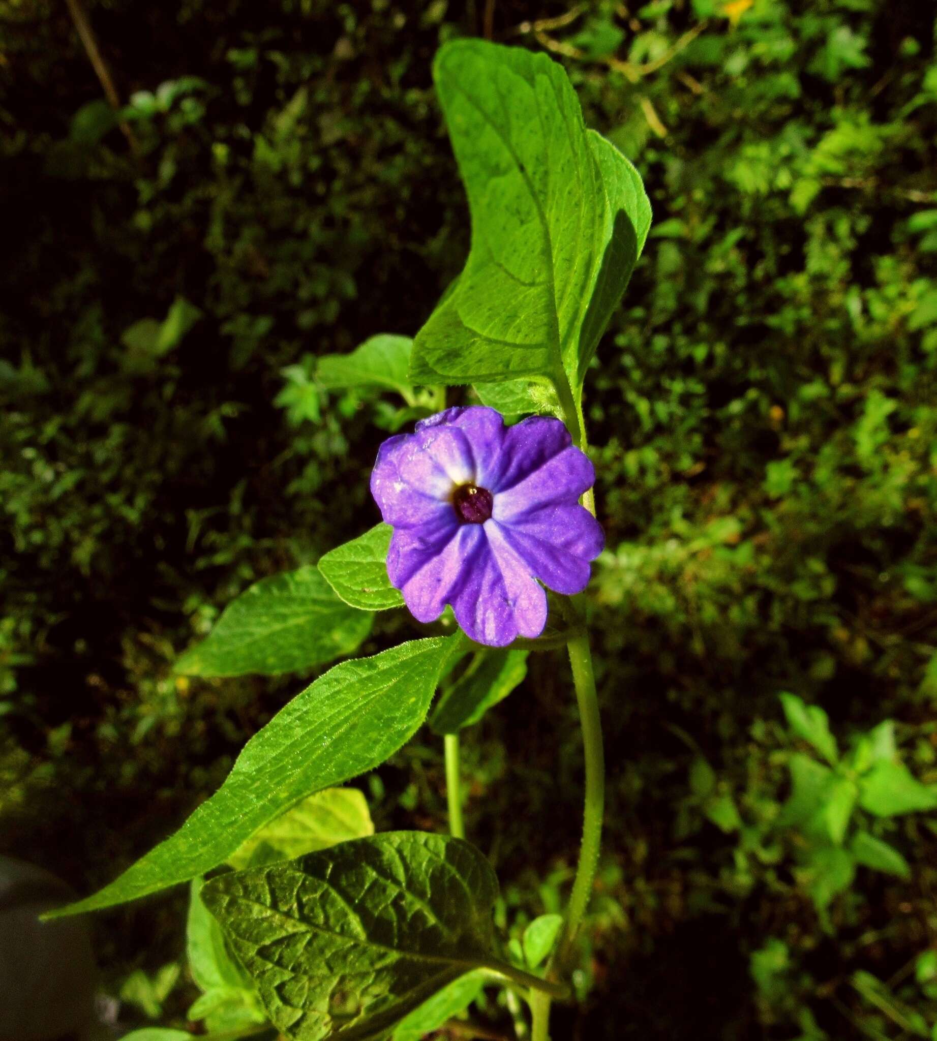 Image of Jamaican forget-me-not