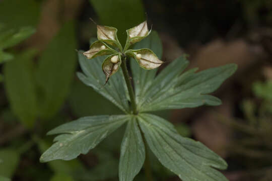 Plancia ëd Eranthis stellata Maxim.