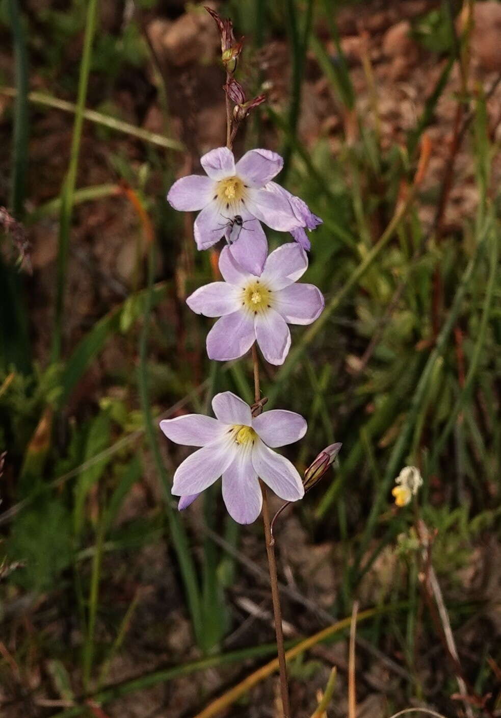 Image of Ixia rapunculoides Redouté