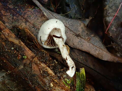 Image de Tympanella galanthina (Cooke & Massee) E. Horak 1971