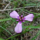 Image of Herbertia tigridioides (Hicken) Goldblatt