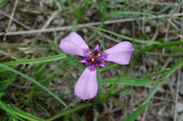 Image of Herbertia tigridioides (Hicken) Goldblatt