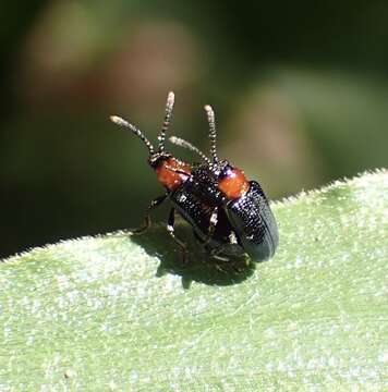 Image de Oulema (Hapsidolemoides) collaris (Say 1824)