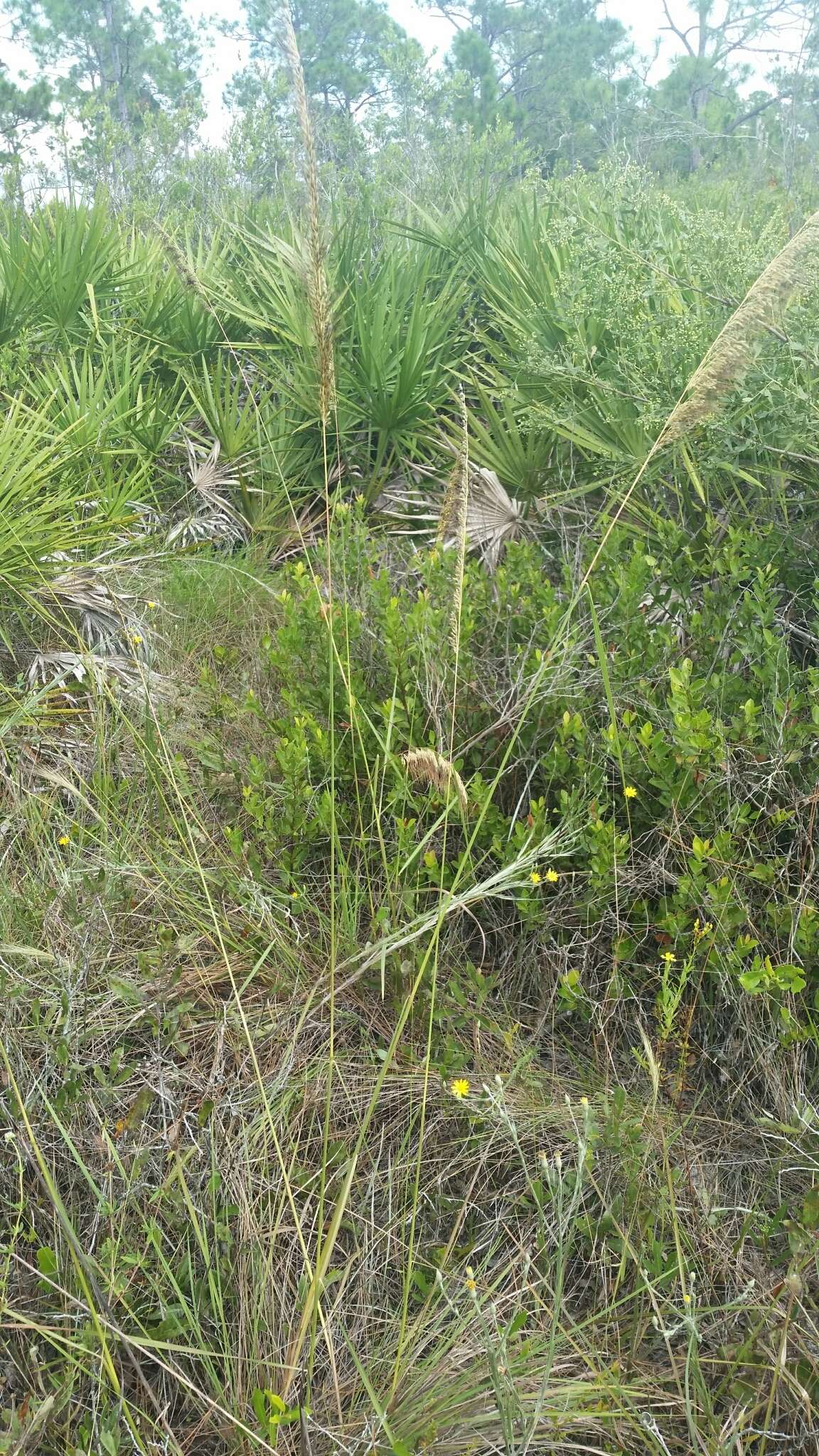 Image of Lopsided Indian Grass