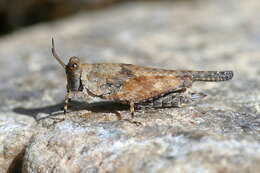 Image of Aztec Pygmy Grasshopper