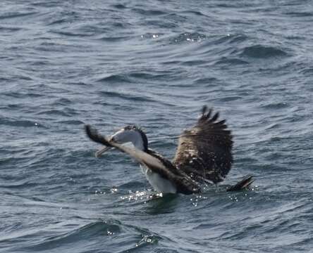 Image of Phalacrocorax varius hypoleucos (Brandt & JF 1837)