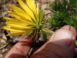 Image of <i>Berkheya <i>subulata</i></i> var. subulata