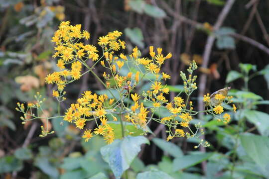 Image of Munnozia hastifolia (Poepp. & Endl.) H. Rob. & Brettell