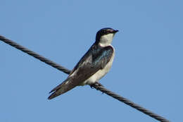 Image of Mangrove Swallow