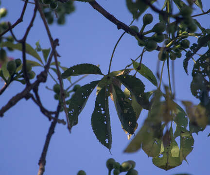 Image of Ceiba pubiflora (A. St.-Hil.) Schum.