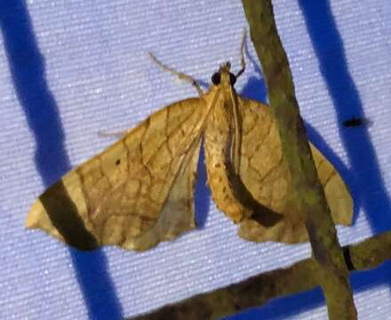 Image of Lesser Grapevine Looper Moth