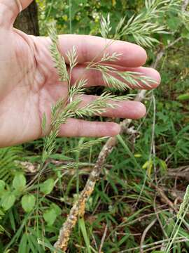 Image de Greeneochloa coarctata