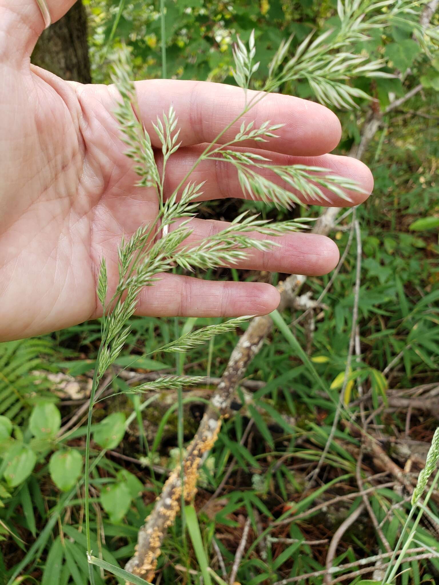 Image of Greeneochloa coarctata