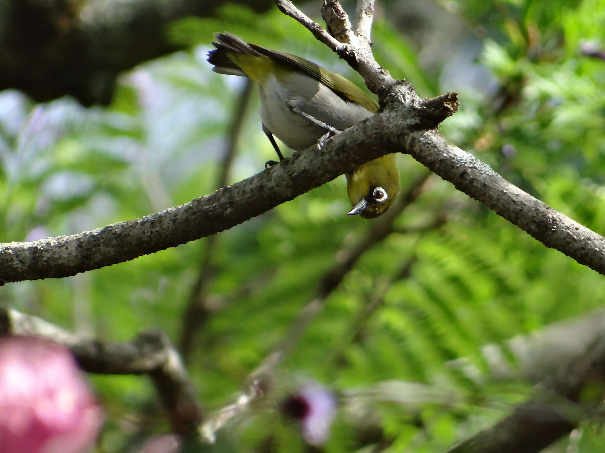 صورة Zosterops maderaspatanus (Linnaeus 1766)