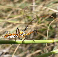 Cosmolestes pictus (Klug 1830) resmi