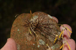 Imagem de Pleurothallis dunstervillei Foldats