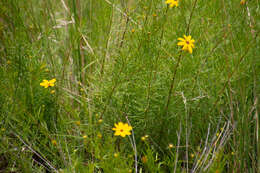 Image of woodland tickseed