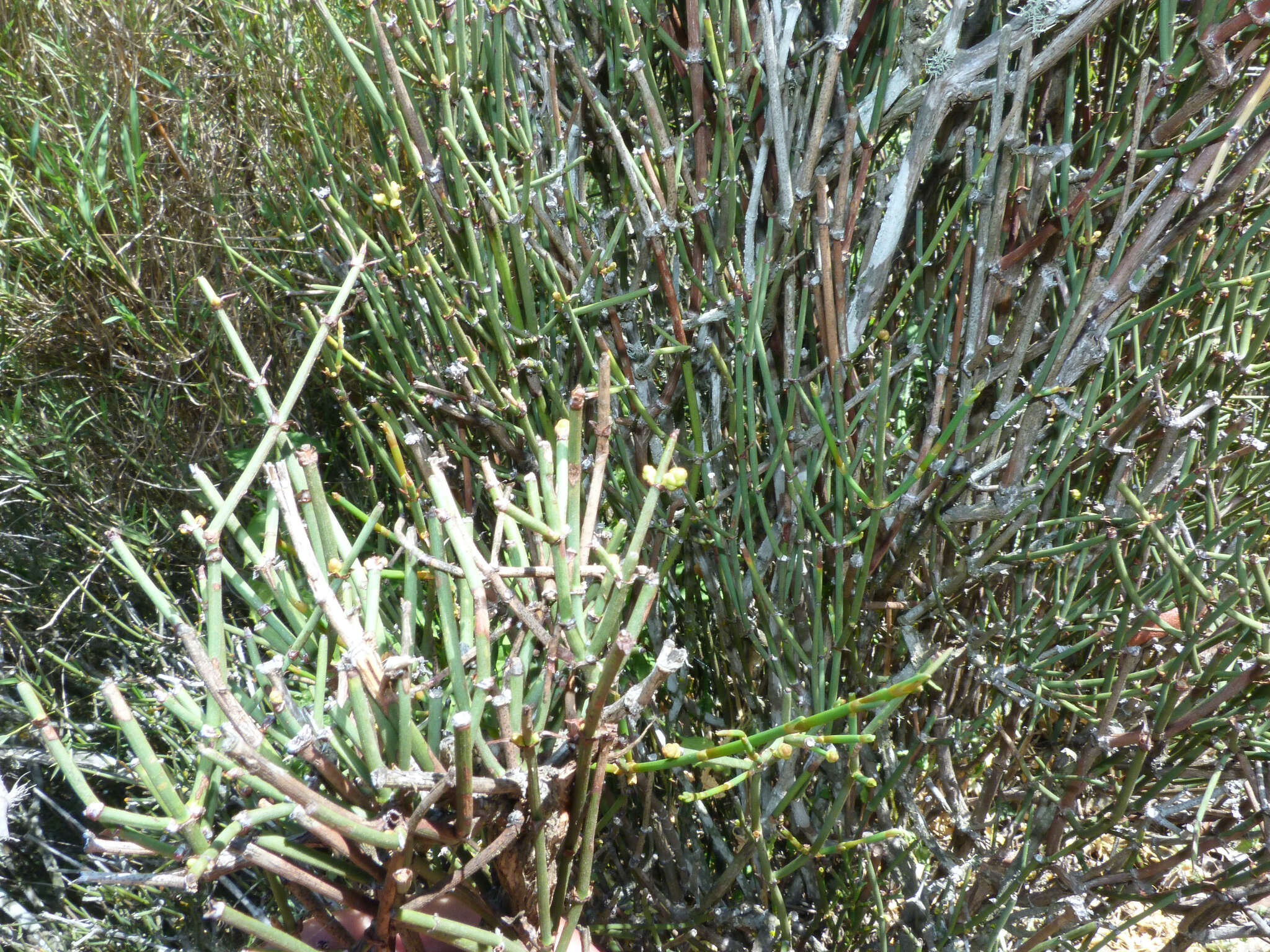 صورة Ephedra chilensis C. Presl