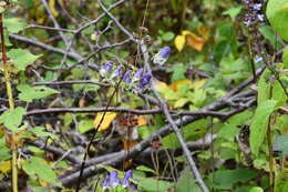 Слика од Aconitum stoloniferum Vorosh.