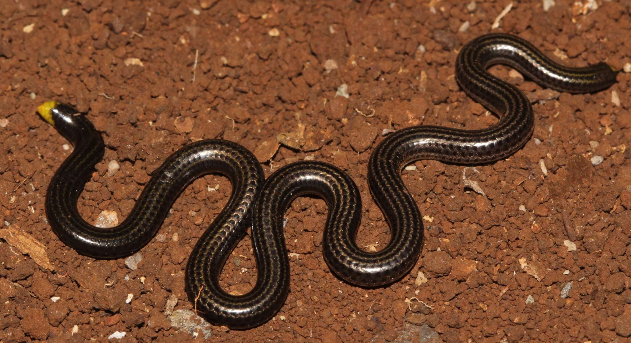 Image of Black Blind Snake