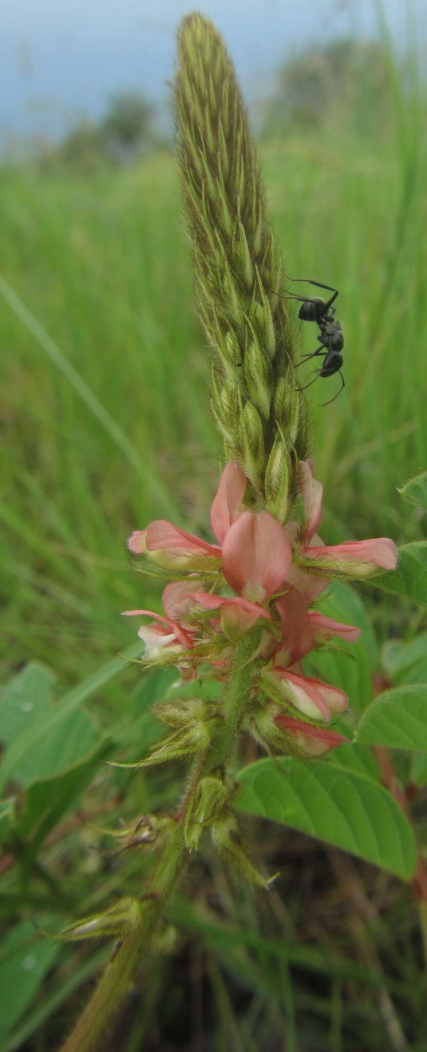 Indigofera astragalina DC.的圖片