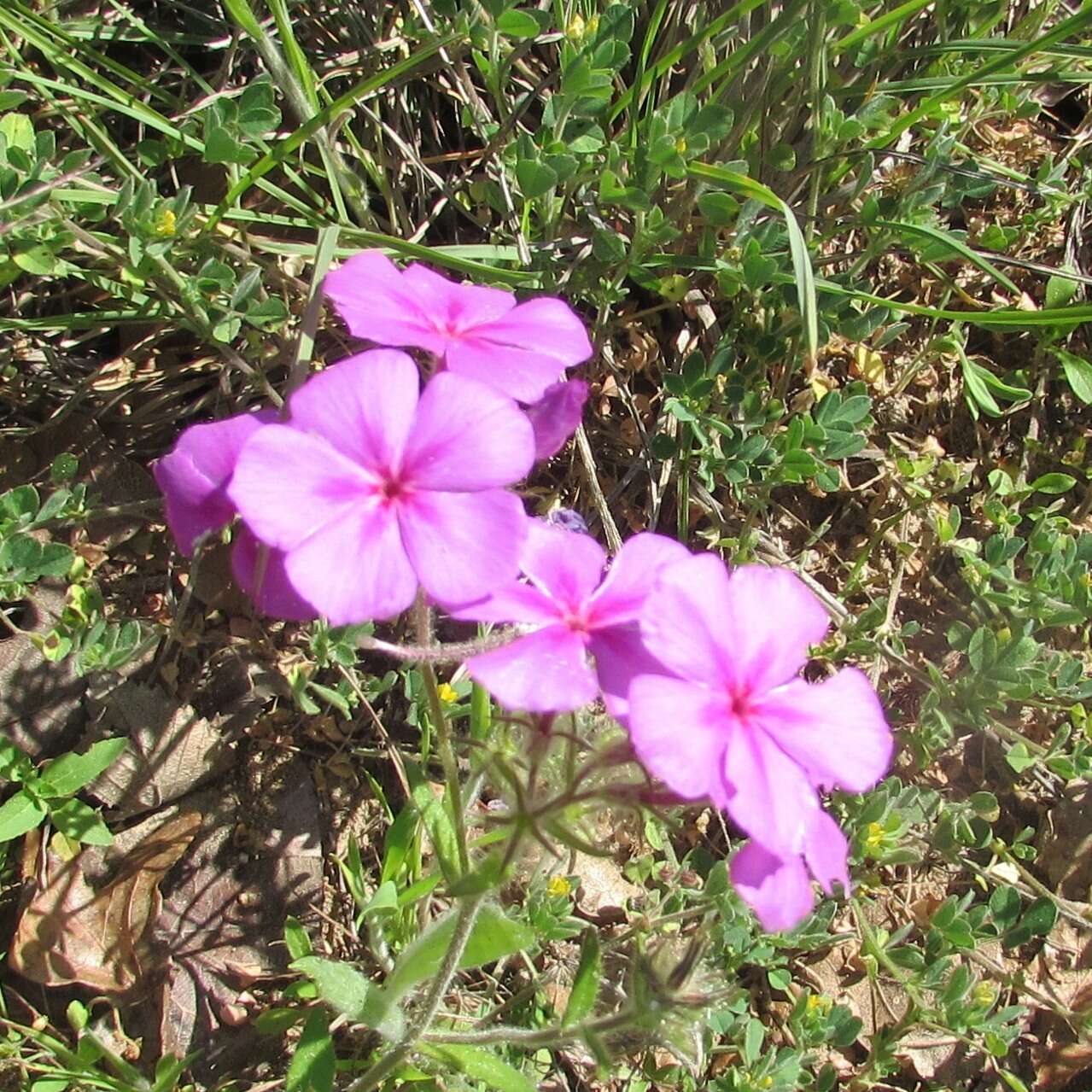 Image of annual phlox