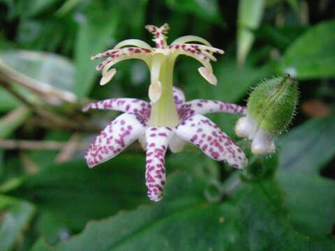 Image of Tricyrtis affinis Makino