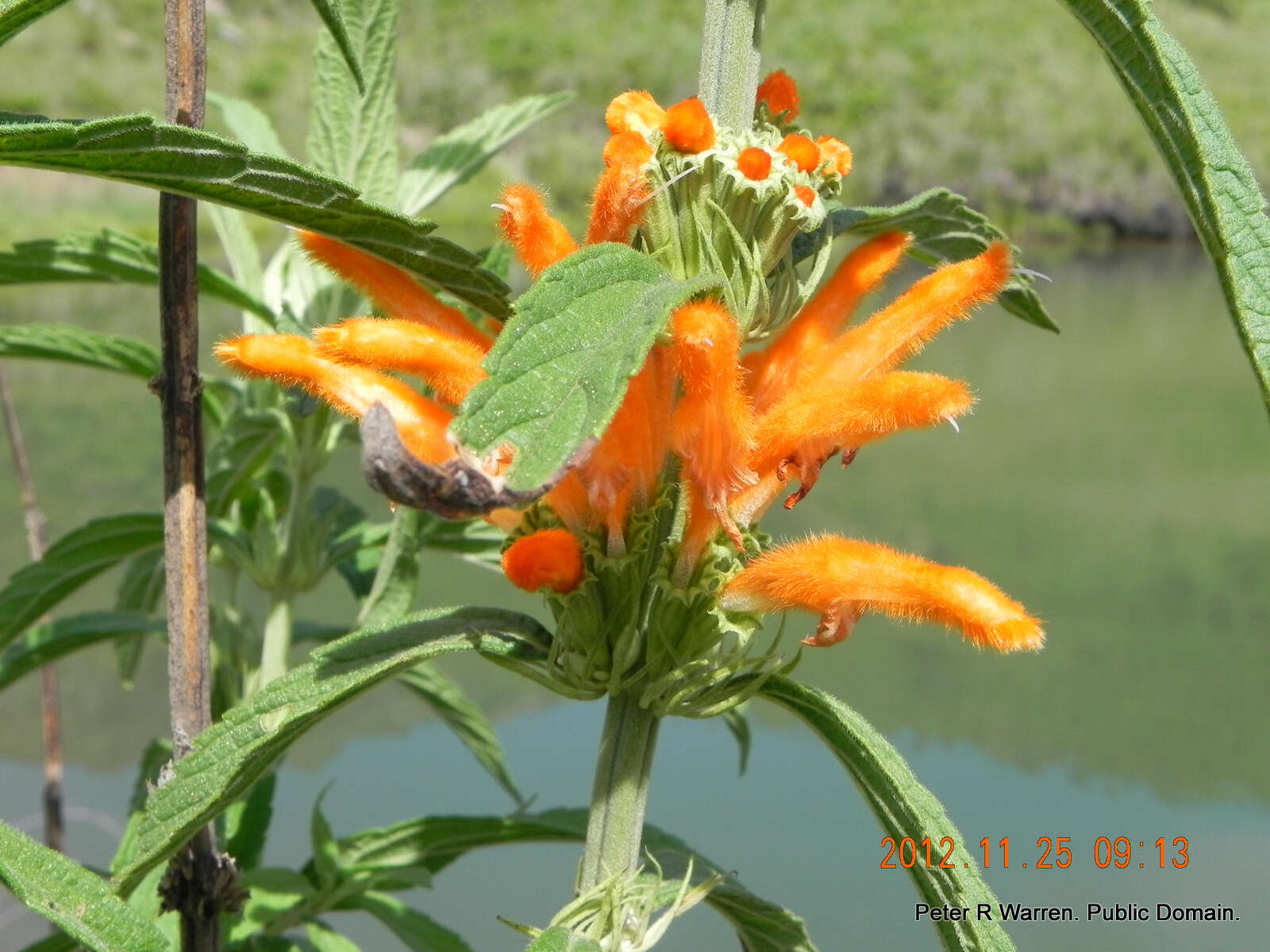 Image of lion's ear