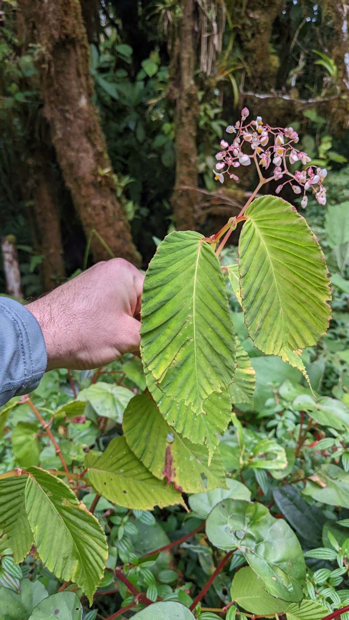 Image de Begonia convallariodora C. DC.