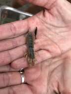 Image of coastal mud shrimp