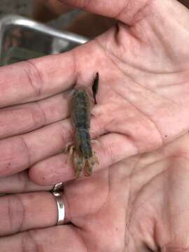 Image of coastal mud shrimp