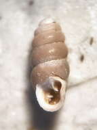 Image of <i>Gastrocopta procera</i>