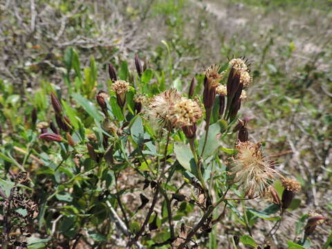 Image de Porophyllum obscurum (Spreng.) DC.