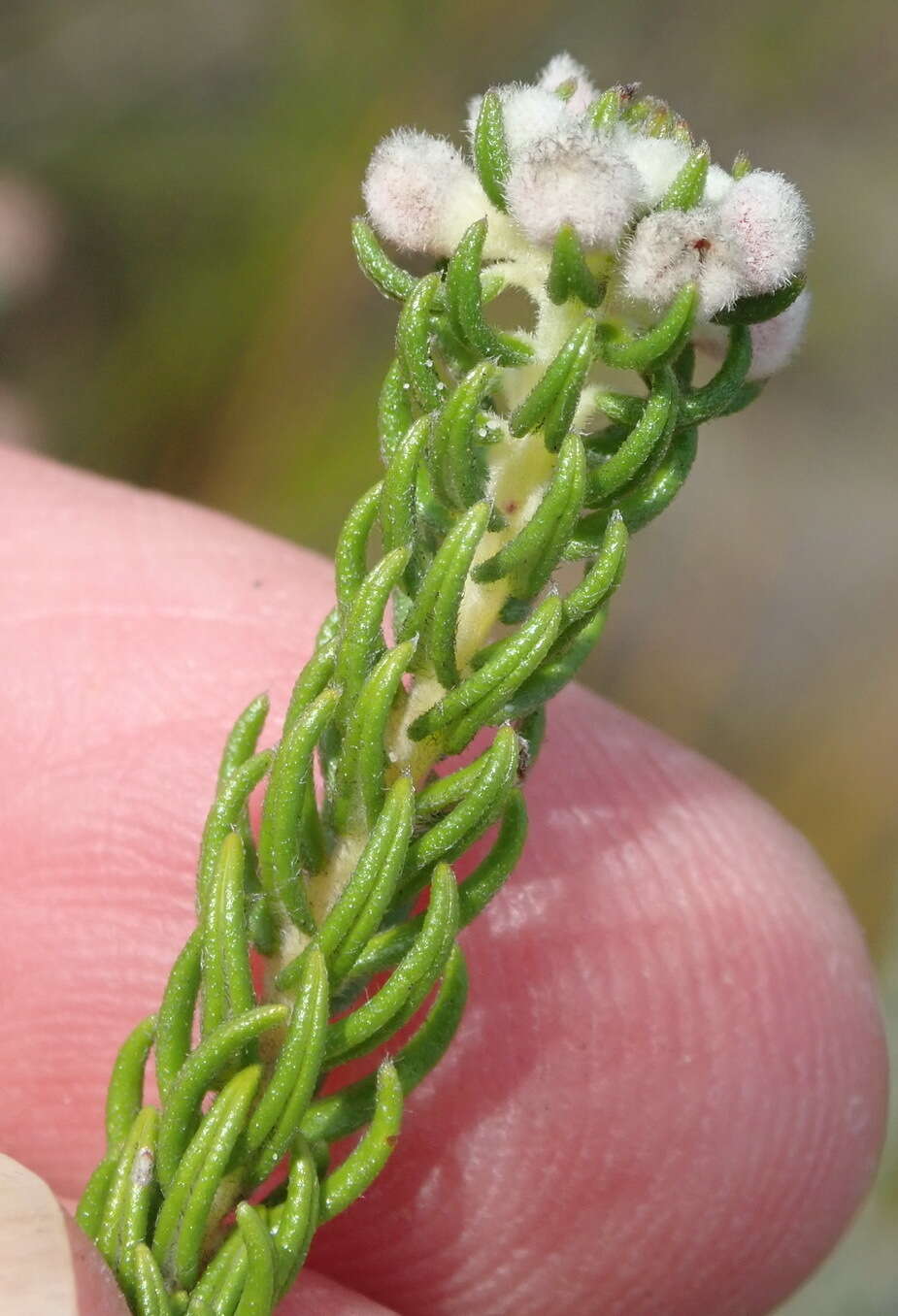 Image of Phylica purpurea var. pearsonii Pillans