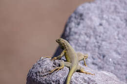 Plancia ëd Microlophus theresioides (Donoso-barros 1966)