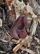 Image de Auricularia fuscosuccinea (Mont.) Henn. 1893