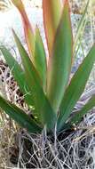 Слика од Watsonia coccinea (Herb. ex Baker) Baker