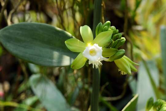 Image of Vanilla siamensis Rolfe ex Downie