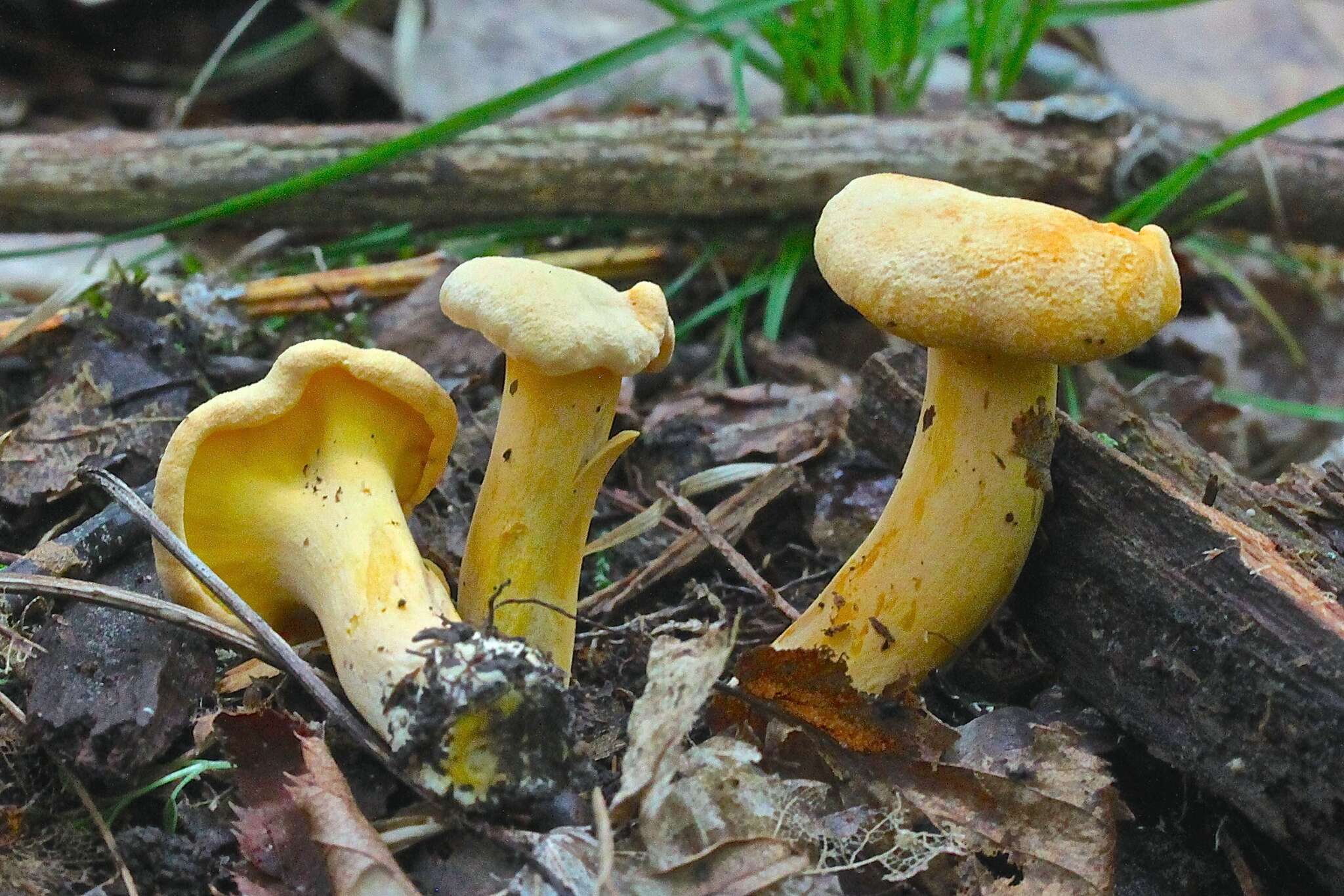 Image of Cantharellus lateritius (Berk.) Singer 1951