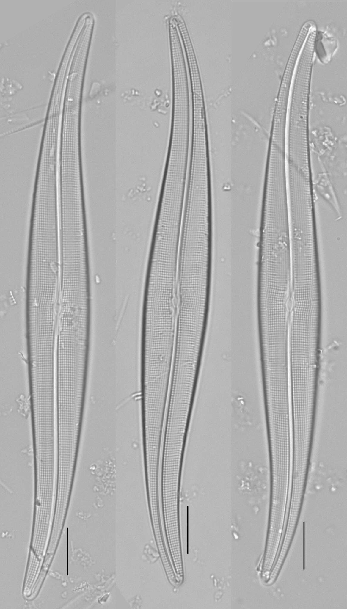 Слика од Gyrosigma acuminatum