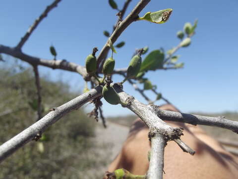 Image of <i>Erythrostemon palmeri</i>