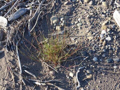 Image of purple sandgrass